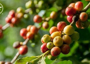 HƯƠNG VỊ CÀ PHÊ THEO MÙA